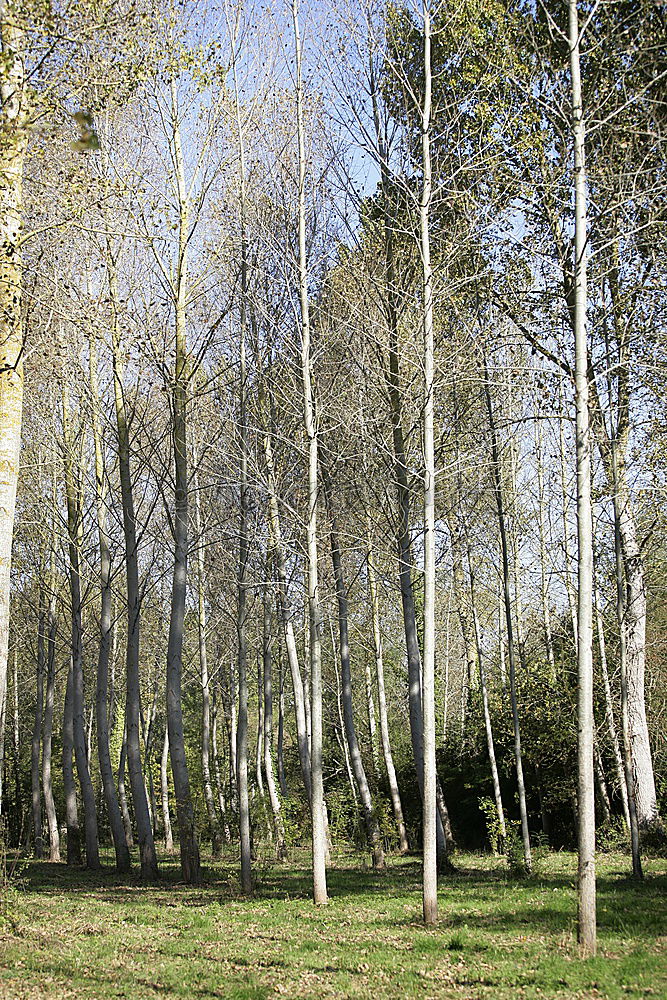 Foto Bild birkenstock Natur Frühling