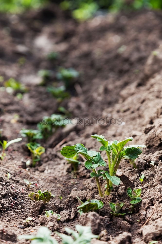 Similar – Picking radishes in the garden