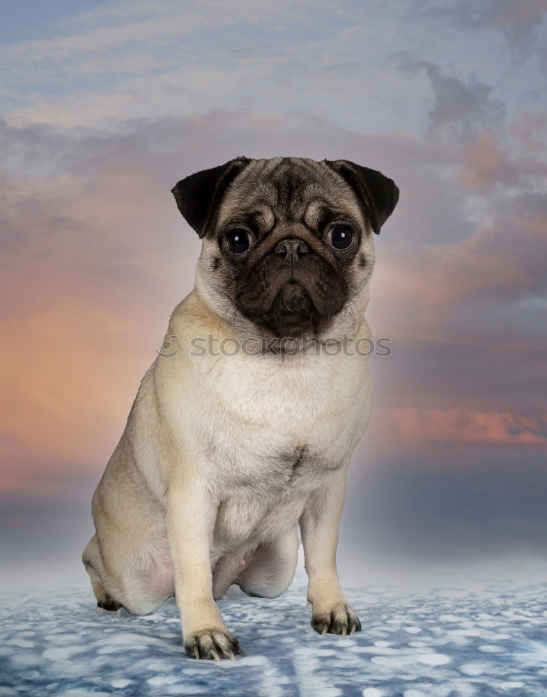 Similar – Image, Stock Photo daydream Dog Pug Well