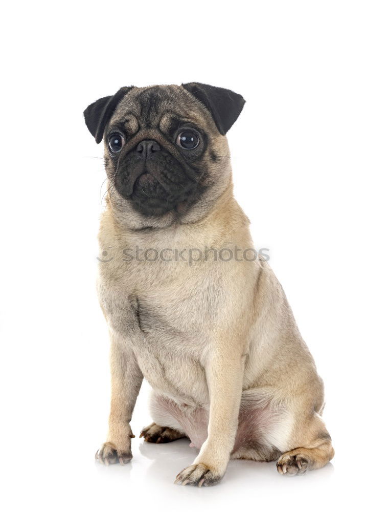 Similar – A brazen pug, mostly wants drops.