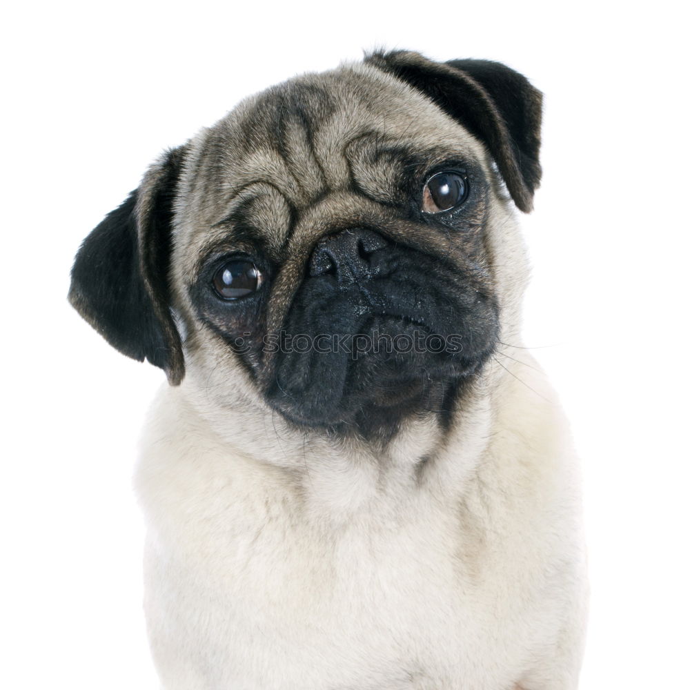 Similar – Cute and sad Pug Dog sitting