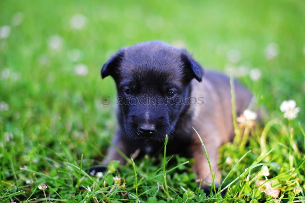 Similar – a young french bulldog is standing in a garden in front of a green background