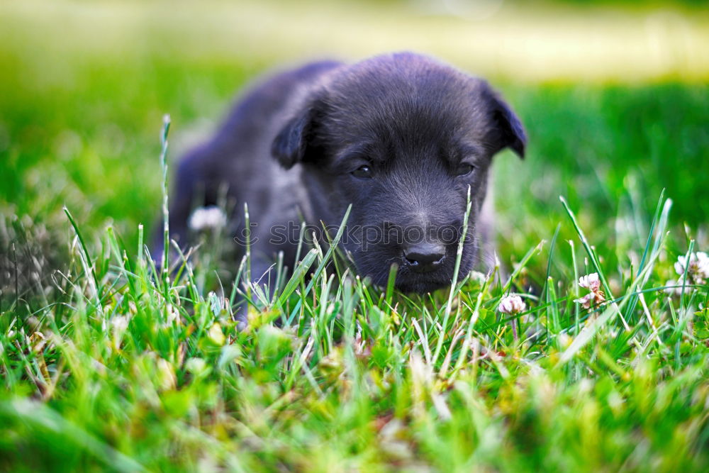 Similar – a young french bulldog is standing in a garden in front of a green background