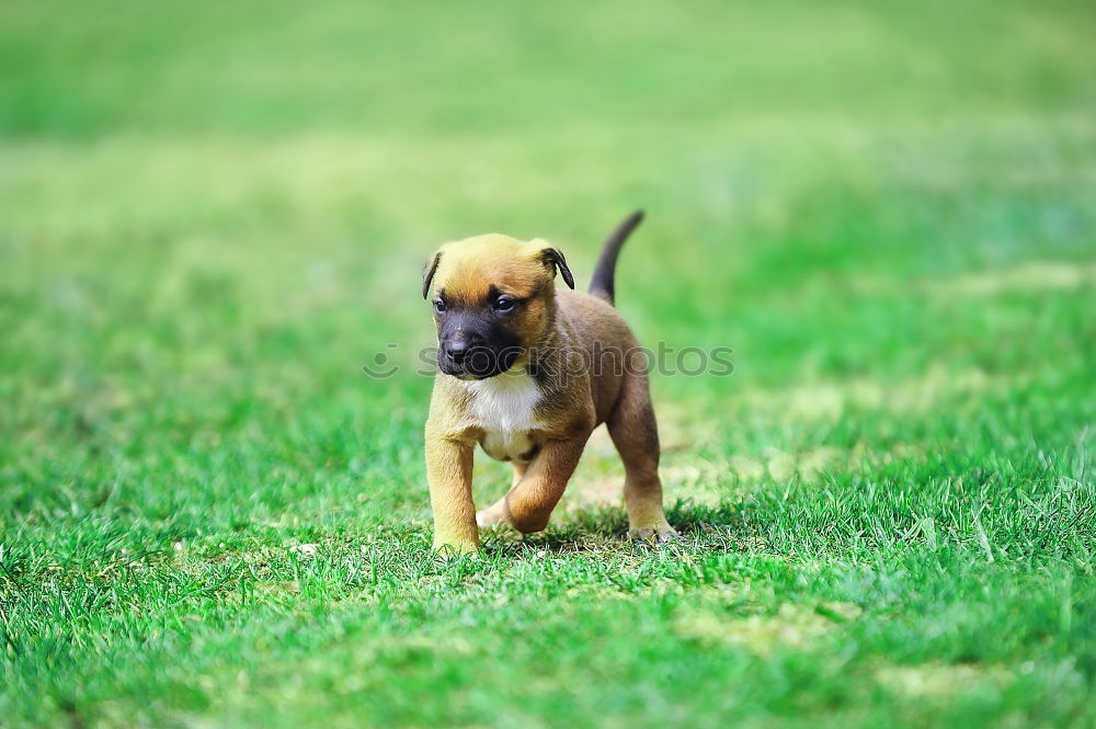 Similar – a young french bulldog is standing in a garden in front of a green background