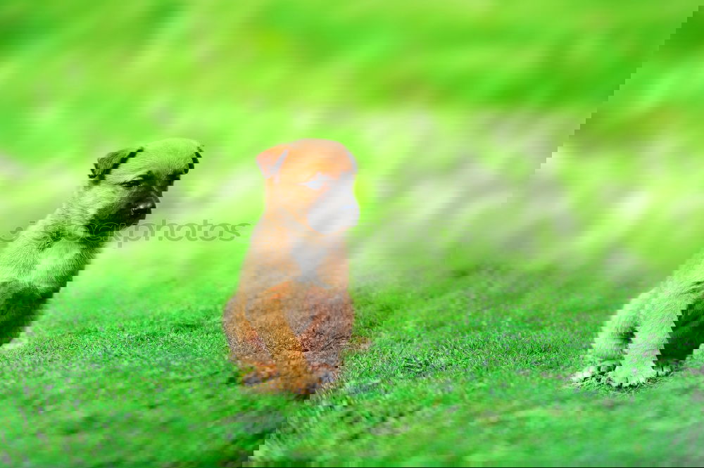 Similar – Image, Stock Photo Blonde in the green.
