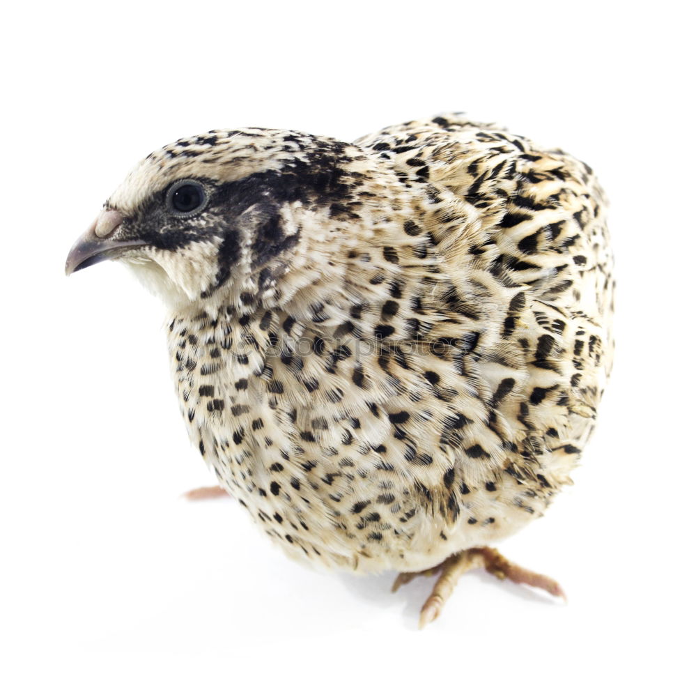 Similar – Quails, Quail, Coturnix coturnix