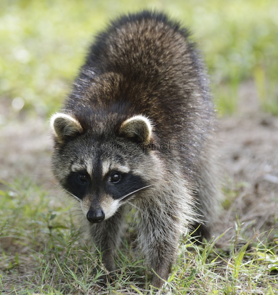 Similar – raccoon couple, together we are strong