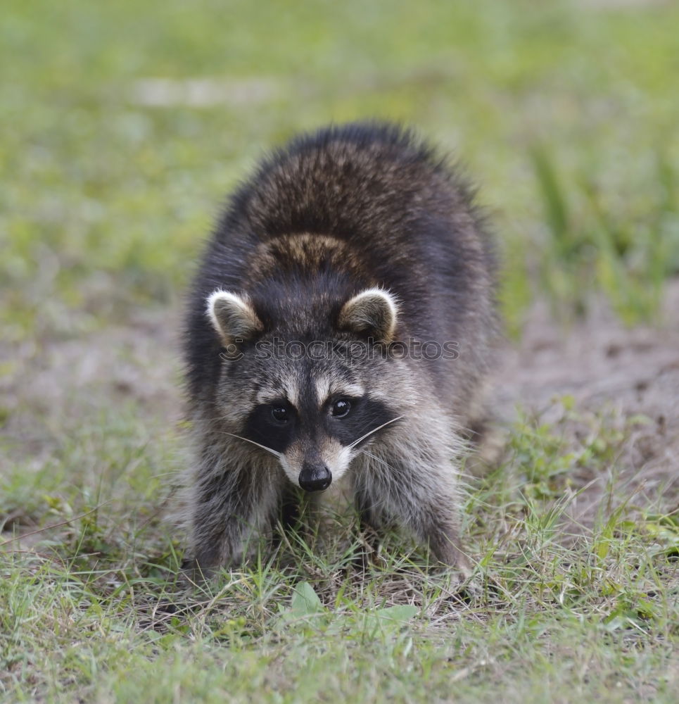 Similar – raccoon couple, together we are strong