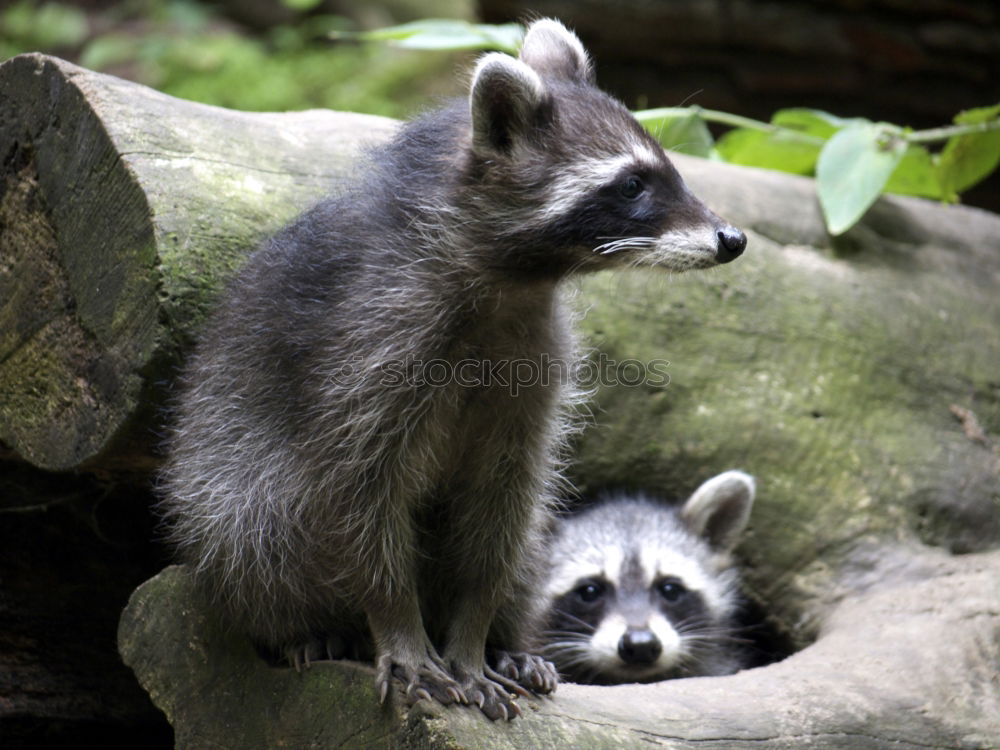 Similar – raccoon couple, together we are strong