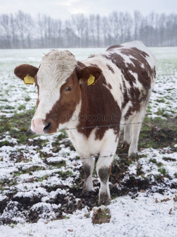 Similar – Calf in winter Nature