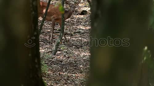 Similar – Autumn leaves fall on the forest floor