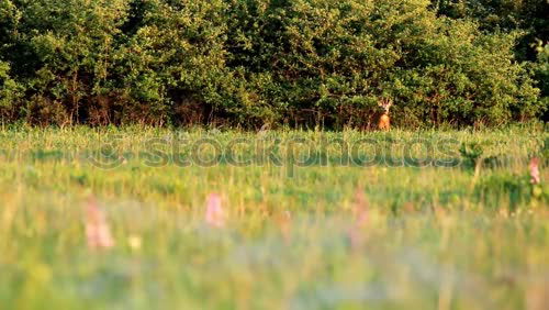 Similar – roe deer watching from wheat field