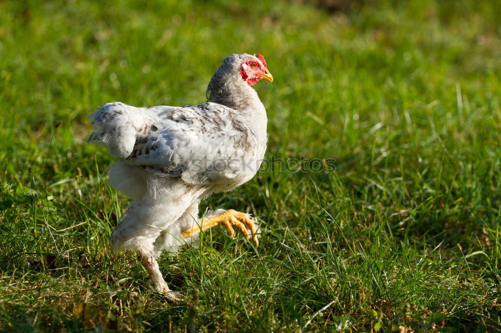 Similar – Image, Stock Photo I wish I was a chicken