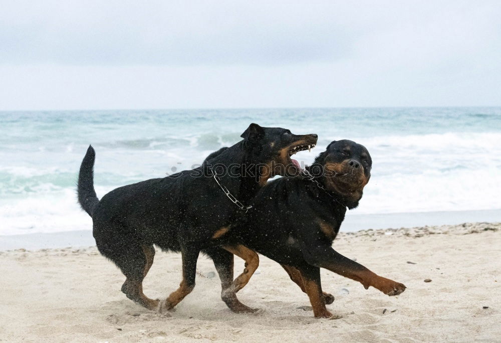 Similar – Dogs running near waving sea