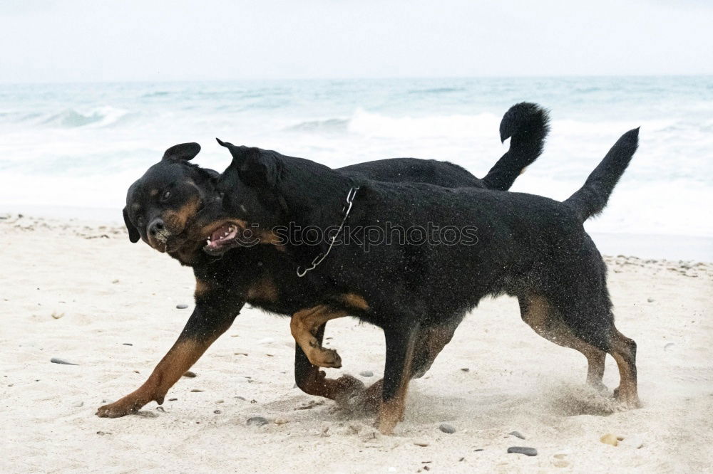 Similar – Dogs running near waving sea