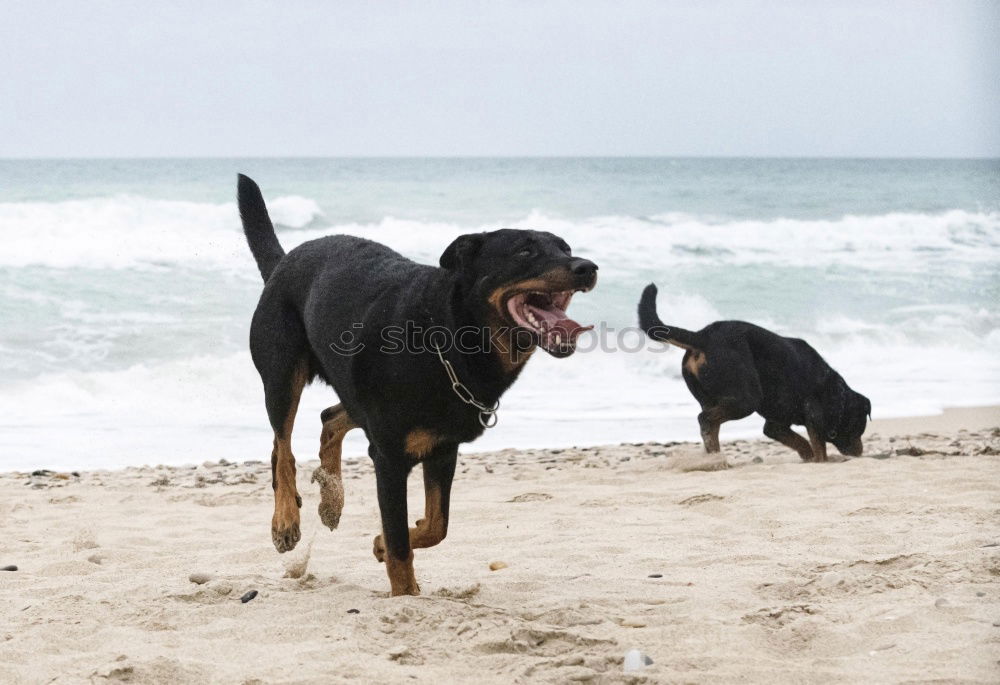 Similar – Dogs running near waving sea