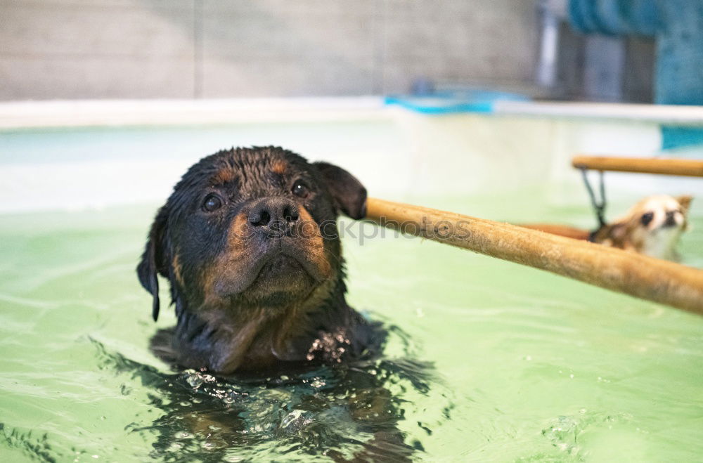 Similar – Wet dog Dog Bathtub Eyes