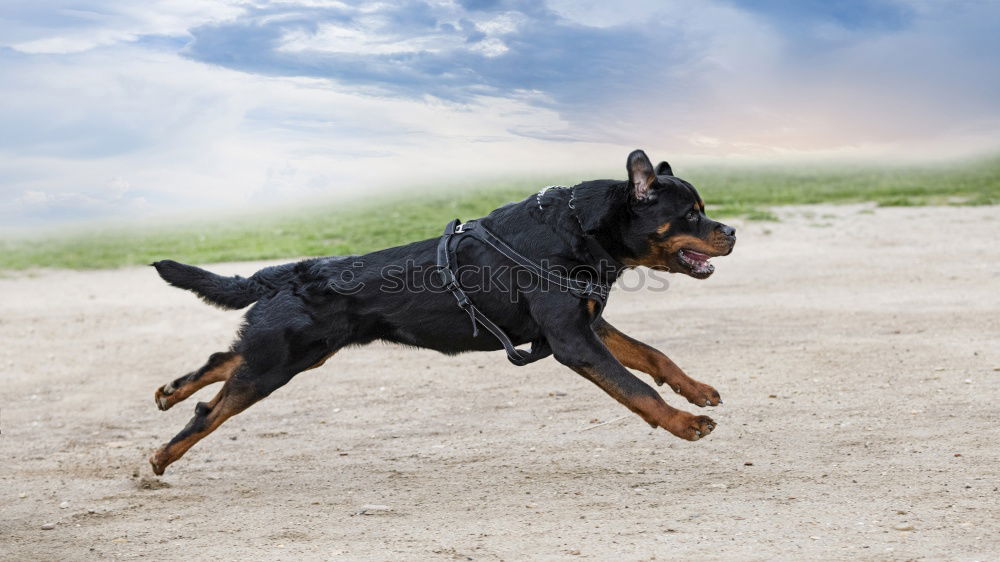 Similar – Easy exercise Dog