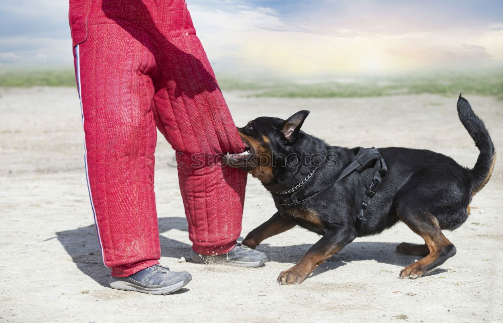 Similar – Image, Stock Photo …Shadowfall… Dog