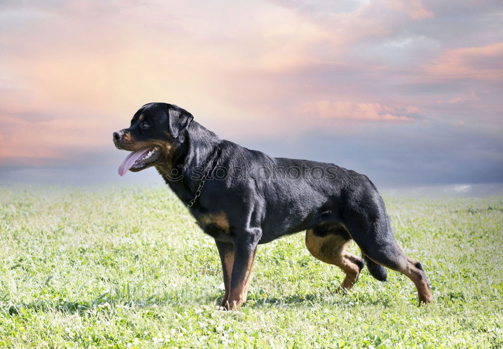 Similar – Good Riecher Doberman Dog