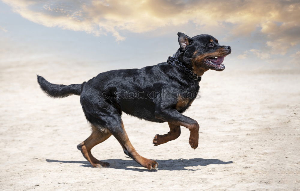 Similar – Image, Stock Photo Racing dog Paula in action