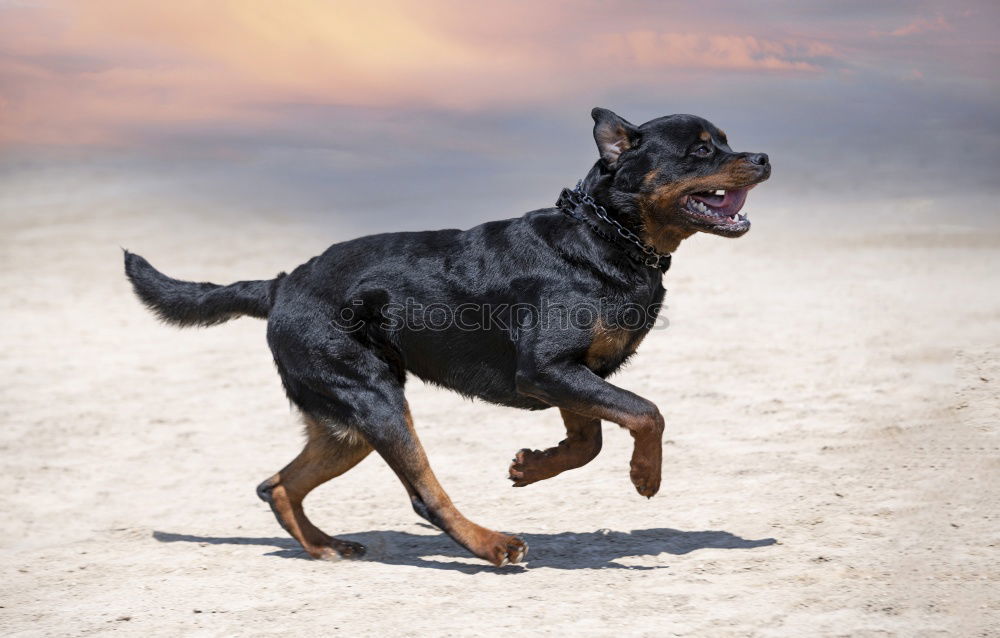 Similar – Mini pincher dog playing with the ball on the beach