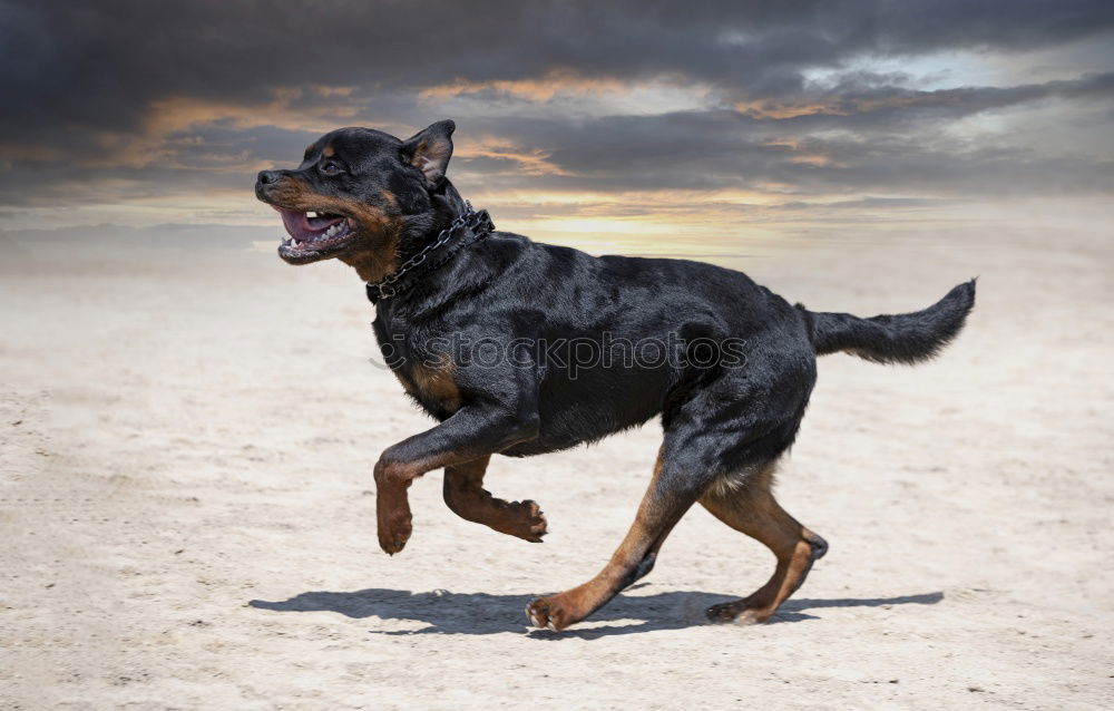 Similar – Mini pincher dog playing with the ball on the beach