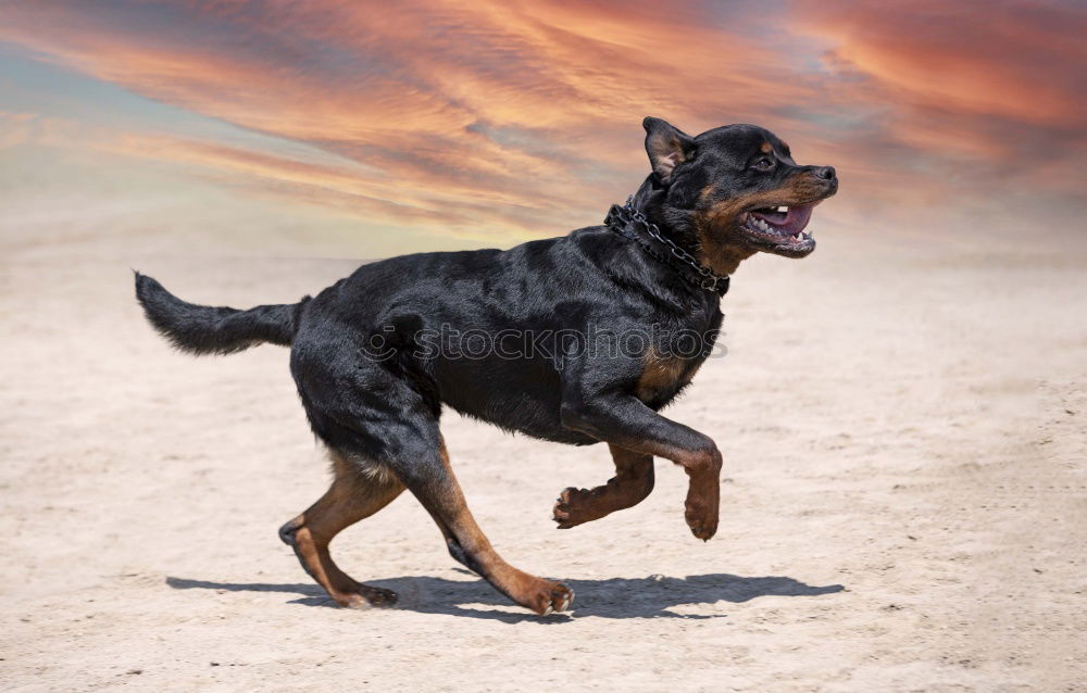 Similar – Image, Stock Photo Malinois Dog Play Jumping Running Outdoor In Park. Belgian Sheepdog Are Active, Intelligent, Friendly, Protective, Alert And Hard-working. Belgium, Chien De Berger Belge Dog