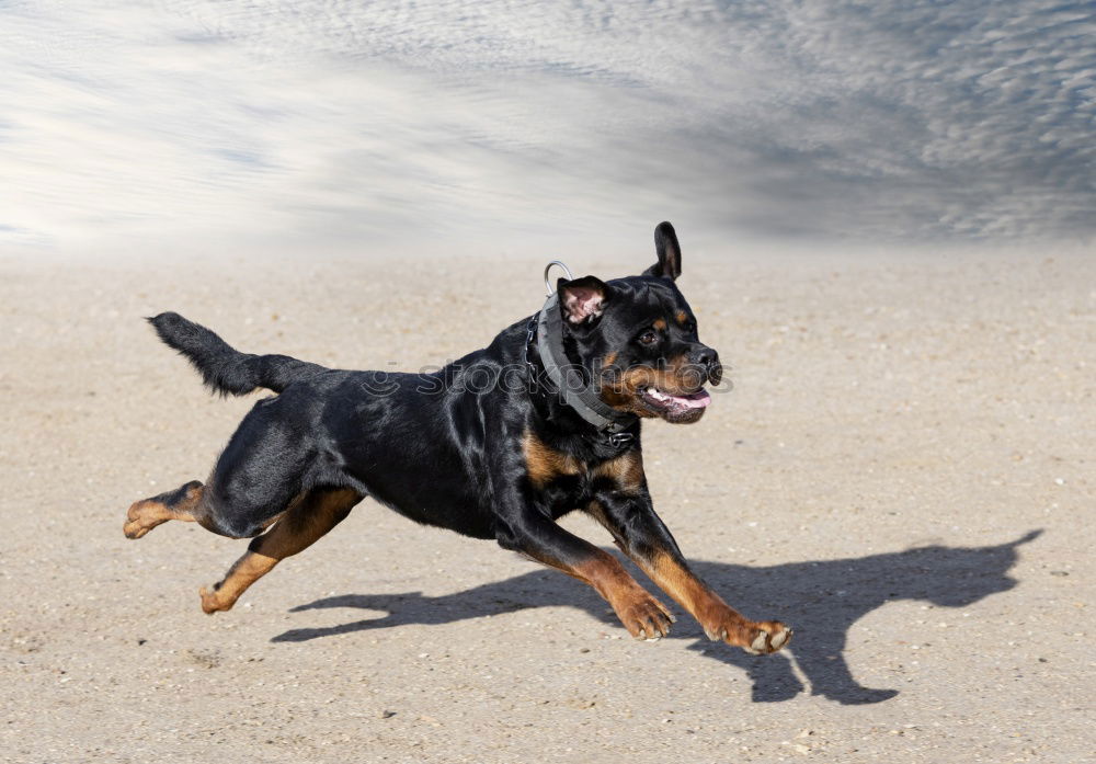 Similar – Französische Bulldogge im Rollstuhl am Meer