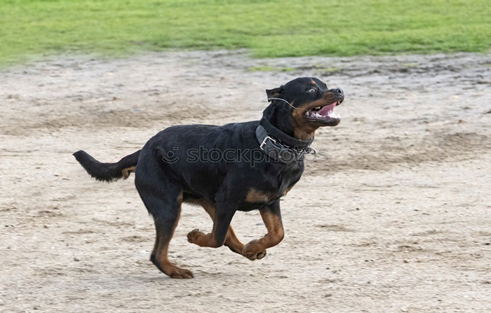 Similar – Image, Stock Photo flutter tube Hound Dog