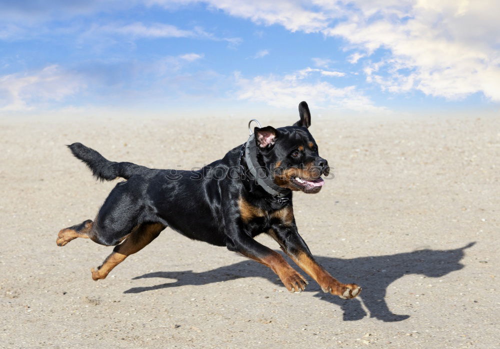 Similar – Image, Stock Photo Happy black and tan dog standing panting