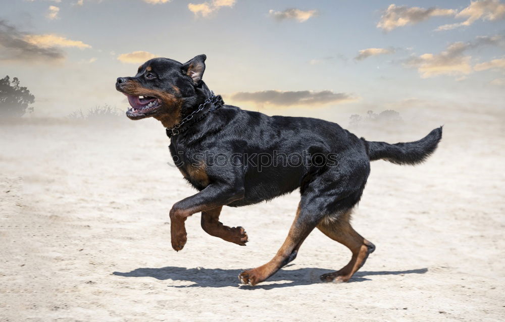 Similar – Mini pincher dog playing with the ball on the beach