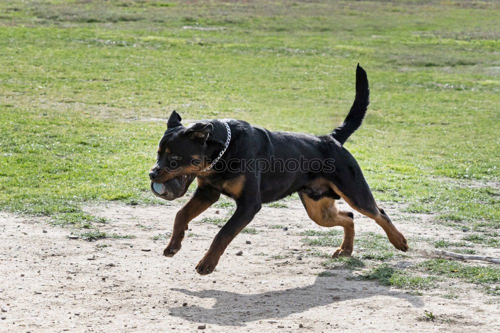 Similar – Image, Stock Photo Happy black and tan dog standing panting