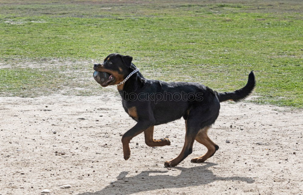 Similar – Image, Stock Photo flutter tube Hound Dog