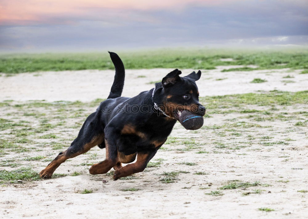 Similar – Happy black and tan dog standing panting