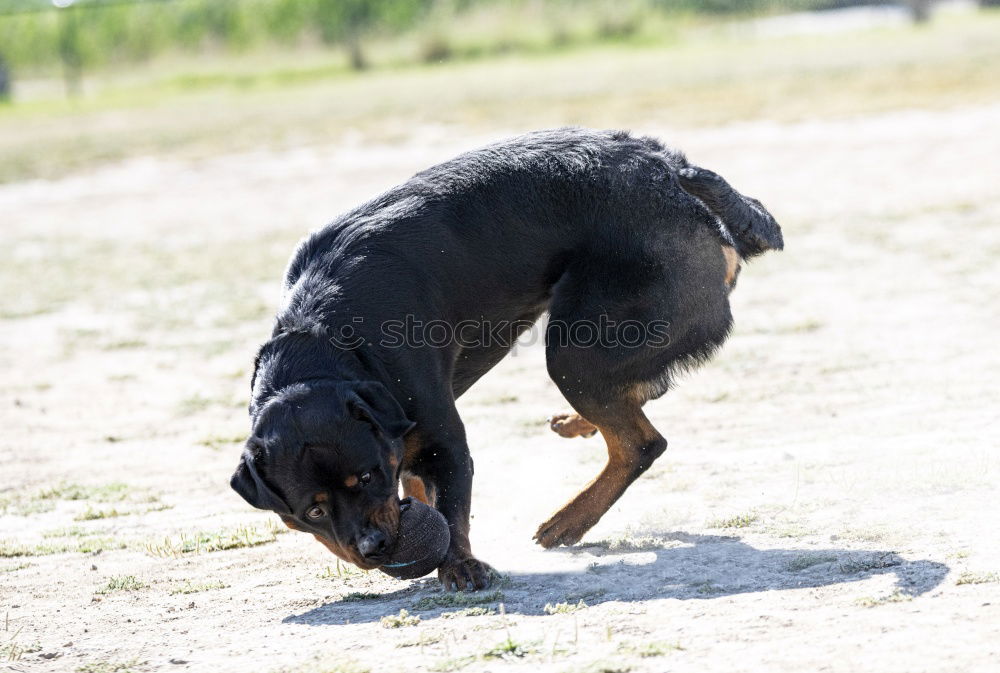 Similar – Image, Stock Photo Spiekeroog | Extreme Sports :-D