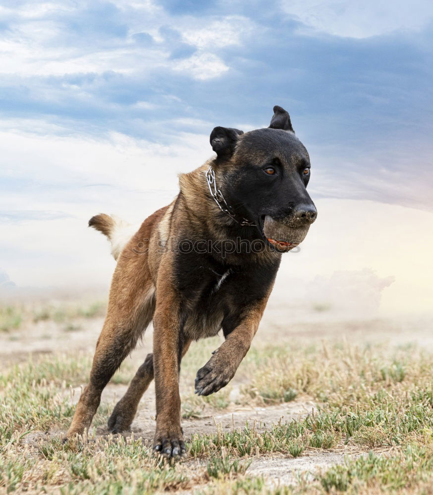 Similar – Image, Stock Photo Racing dog Paula in action