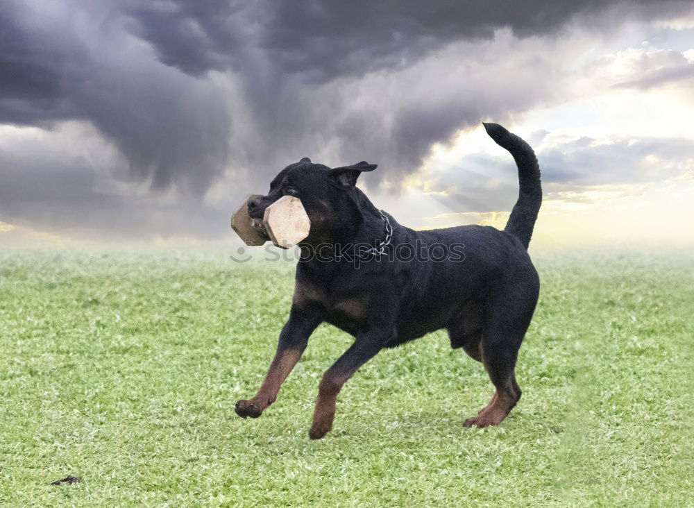 Similar – Image, Stock Photo Rough hair dachshund in front of the lens