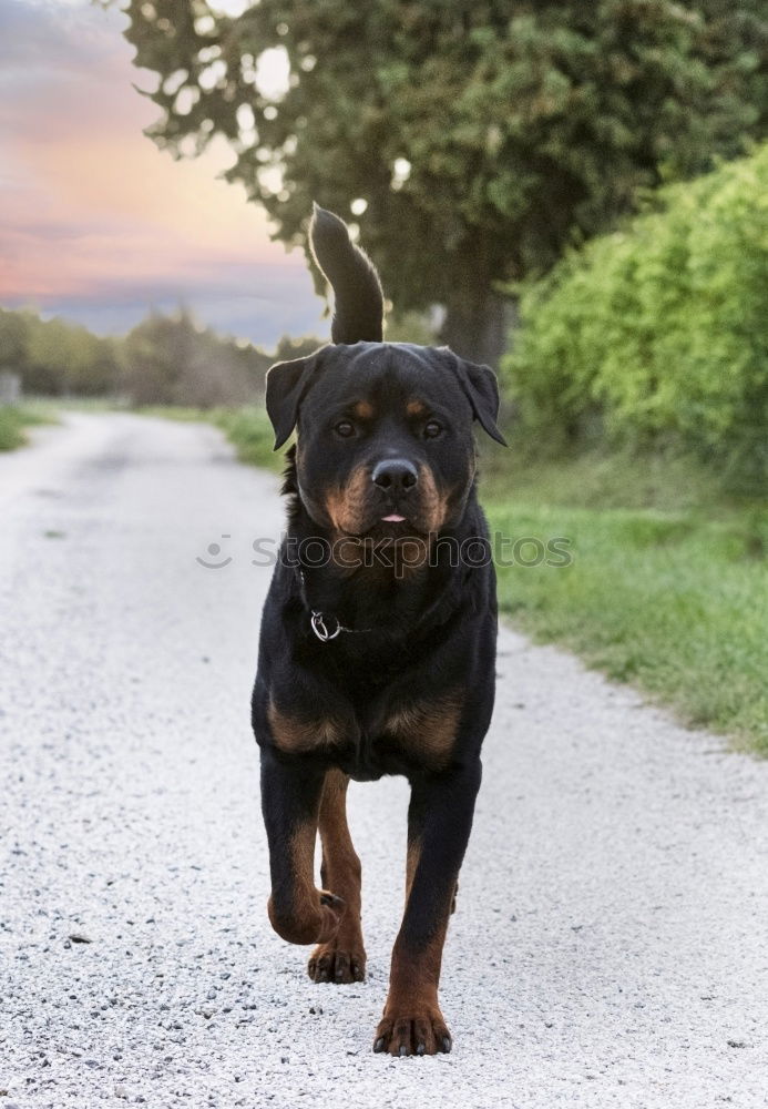 Image, Stock Photo Rear view of a small black dog with a big shadow on a street