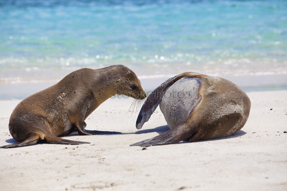 Similar – Foto Bild Seehund Tier Meer Strand