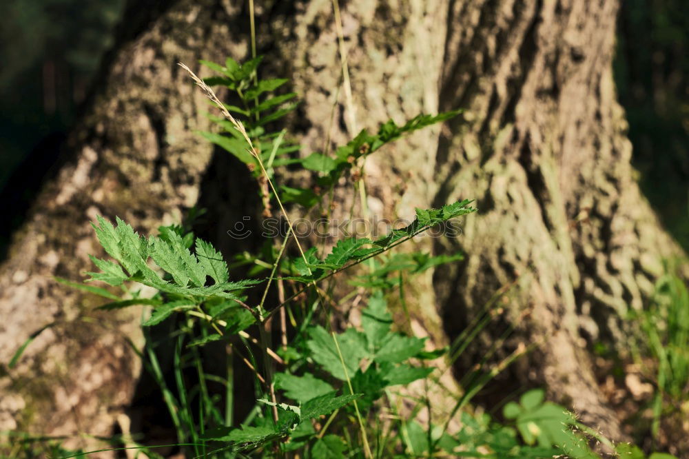 Similar – Image, Stock Photo lifelines Nature Elements