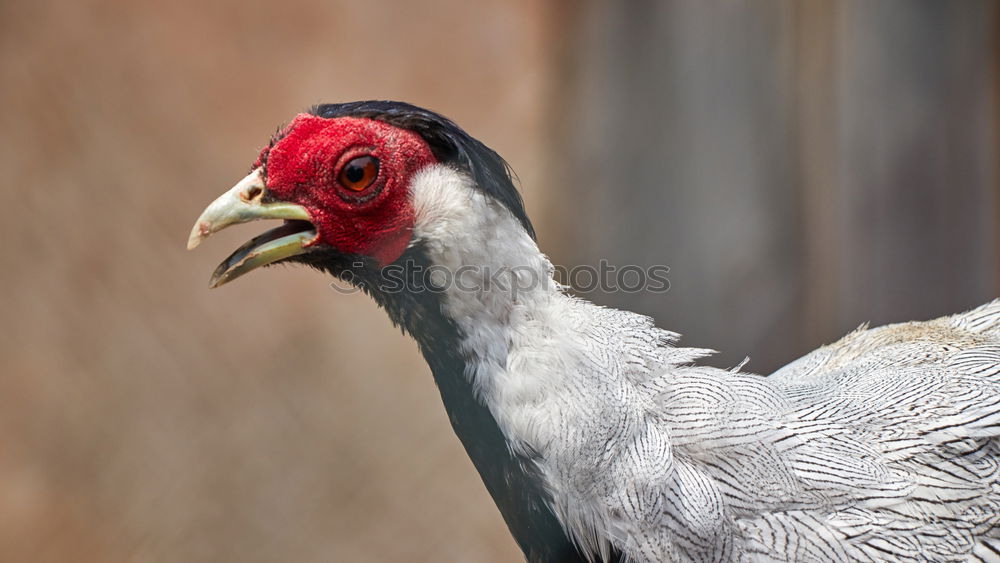 Similar – Image, Stock Photo passport photo Animal