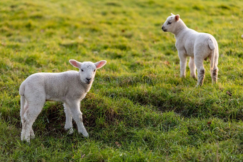 little lamb Nature Animal