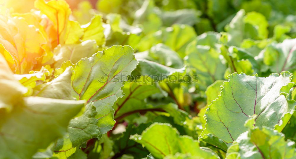 Image, Stock Photo Leaf spinach fresh from the field ripe for harvesting