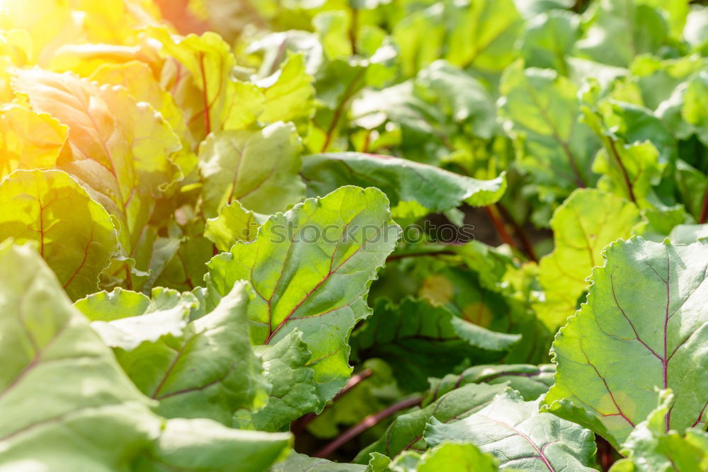 Similar – Image, Stock Photo Harvesting vegetables in agriculture with your hands on the field