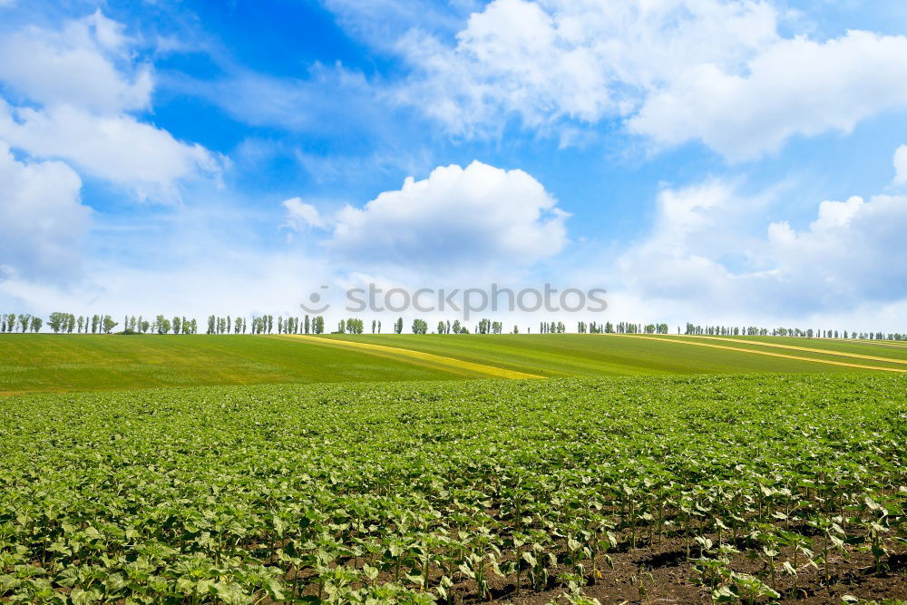 Similar – Salatkrönung und fertig.