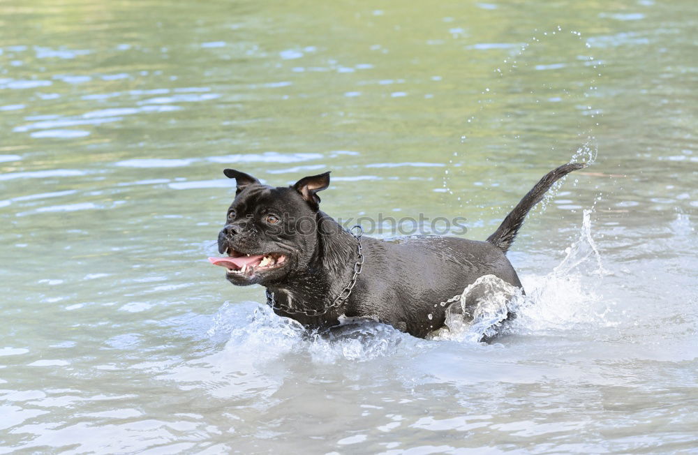 Similar – bathing fun Nature