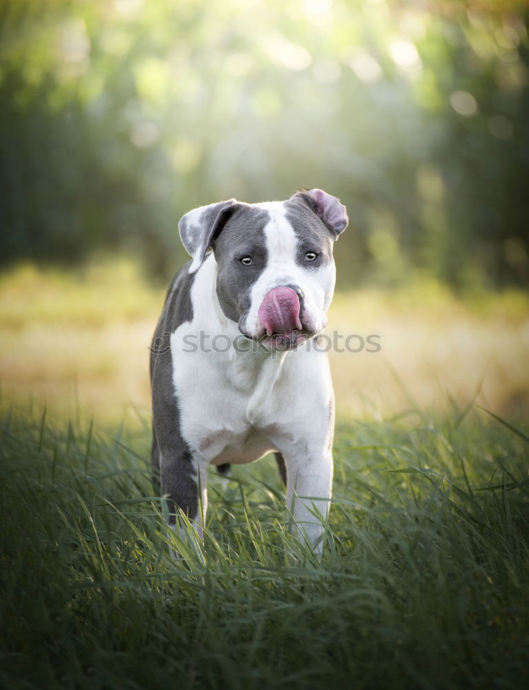 Similar – Boston Terrier Portrait