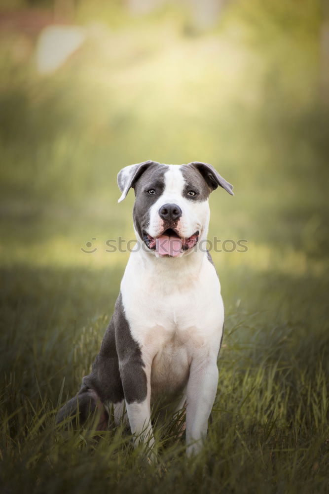 Similar – Image, Stock Photo Cardhu Pt. 2 Nature Grass