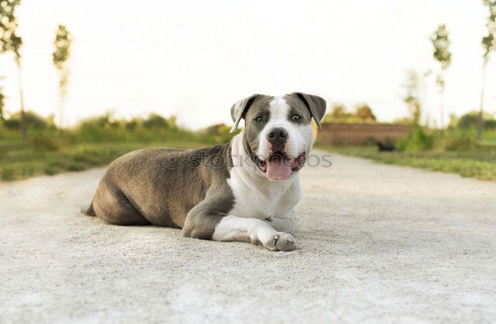 Similar – Boston Terrier Portrait